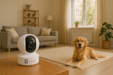 Dog sitting on a rug in a living room with a VicoSafe camera on a table.