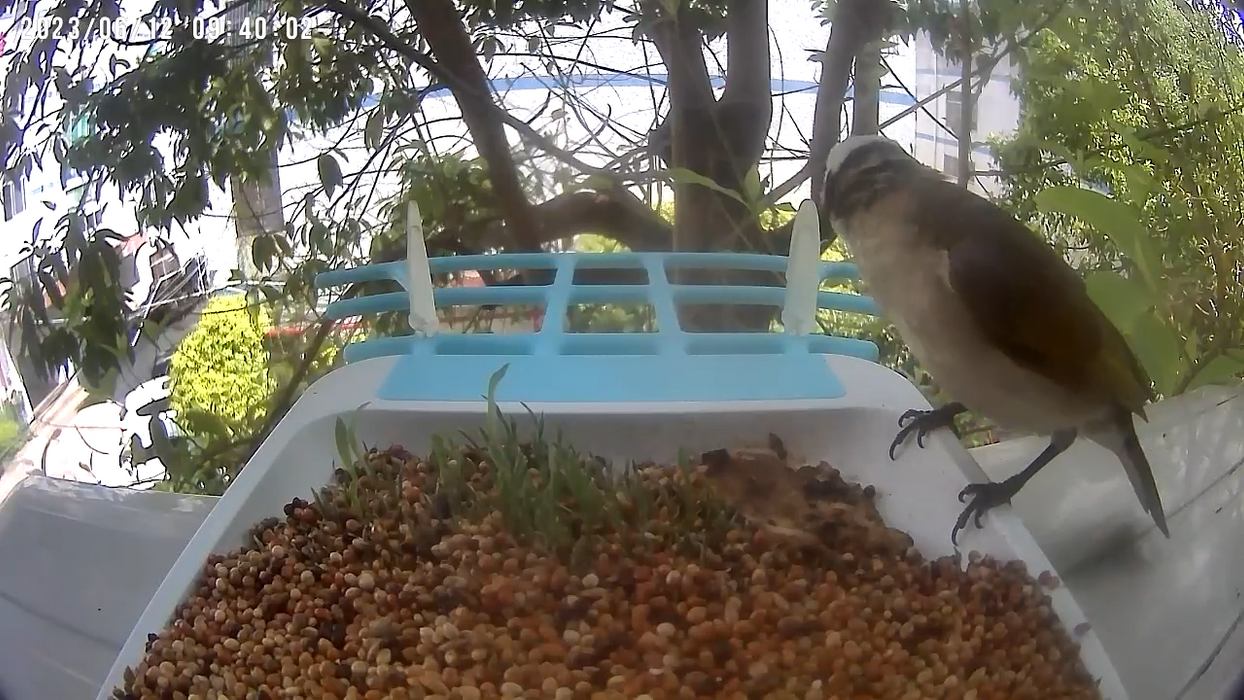 Smart Bird Feeder Camera | solar panel